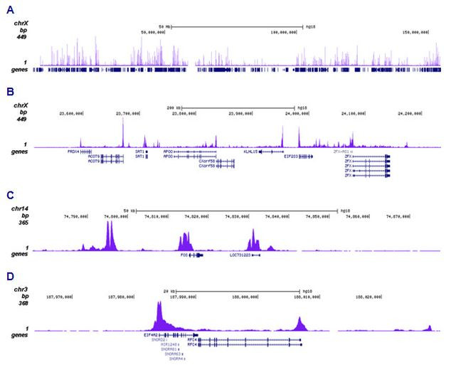 H3K17me2aK18ac Antibody in ChIP-Sequencing (ChIP-seq)