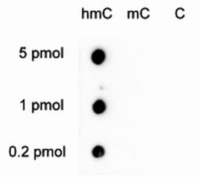 5-hydroxymethylcytosine Antibody