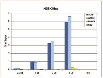 H2BK15ac Antibody in ChIP Assay (ChIP)