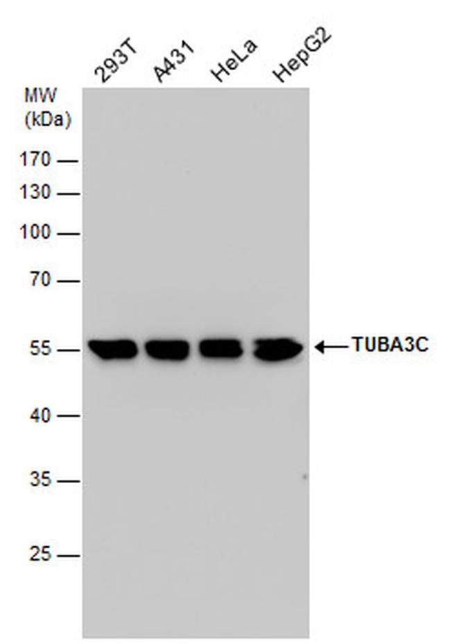 TUBA3C Antibody in Western Blot (WB)