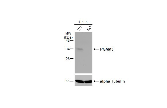 PGAM5 Antibody in Western Blot (WB)