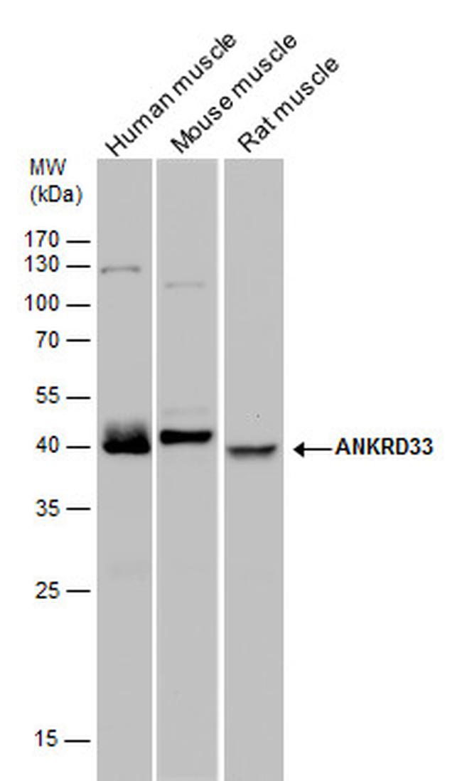 ANKRD33 Antibody in Western Blot (WB)