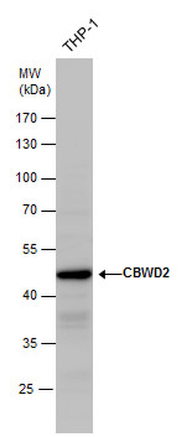 CBWD2 Antibody in Western Blot (WB)