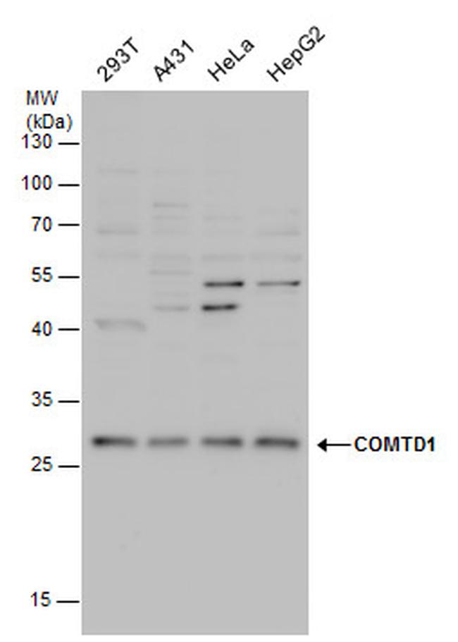 COMTD1 Antibody in Western Blot (WB)