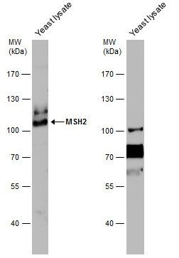MSH2 Antibody in Western Blot (WB)