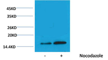 Phospho-Histone H3 (Thr3) Antibody in Western Blot (WB)