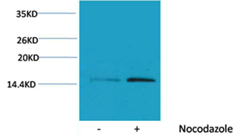 Phospho-Histone H4 (Ser1) Antibody in Western Blot (WB)