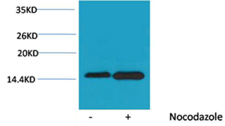 Phospho-Histone H4 (Ser47) Antibody in Western Blot (WB)