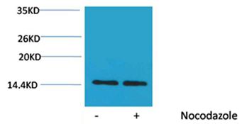 Phospho-Histone H2A (Ser129) Antibody in Western Blot (WB)