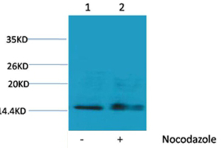 Phospho-Histone H1 (Ser1) Antibody in Western Blot (WB)