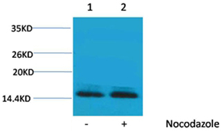 Phospho-Histone H2B (Ser14) Antibody in Western Blot (WB)
