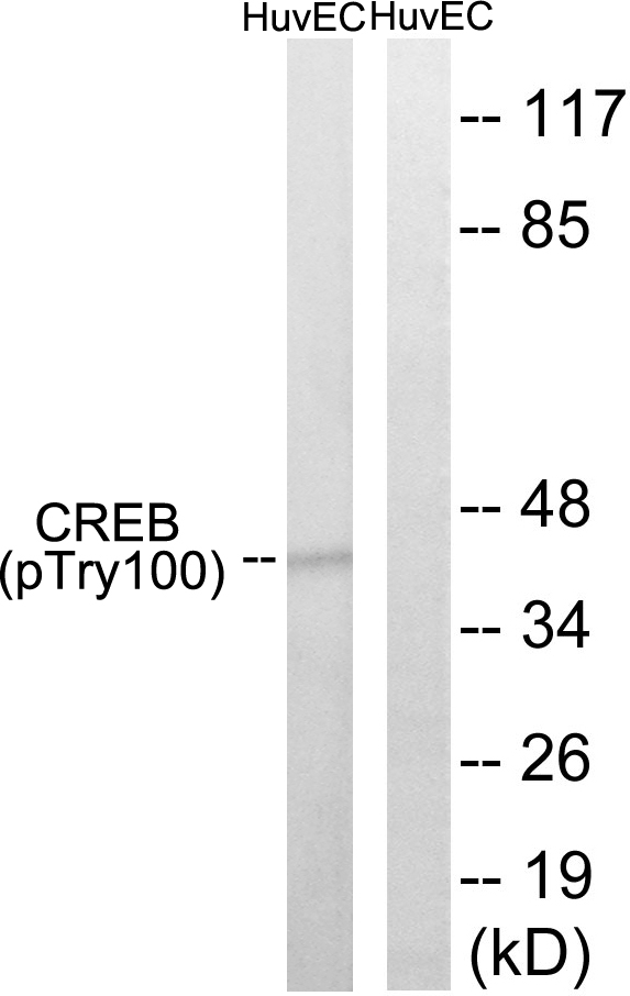 Phospho-CREB (Thr100) Antibody in Western Blot (WB)