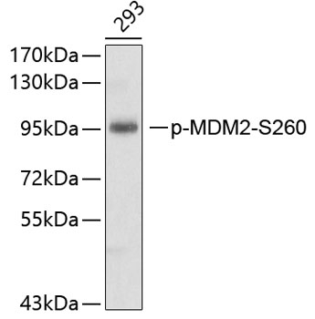Phospho-MDM2 (Ser260) Antibody in Western Blot (WB)