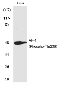 Phospho-c-Jun (Thr239) Antibody in Western Blot (WB)
