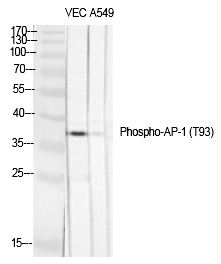 Phospho-c-Jun (Thr93) Antibody in Western Blot (WB)