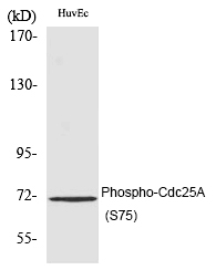 Phospho-Cdc25A (Ser75) Antibody in Western Blot (WB)