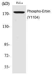 Phospho-Erbin (Tyr1104) Antibody in Western Blot (WB)
