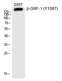 Phospho-GRF-1 (Tyr1087) Antibody in Western Blot (WB)