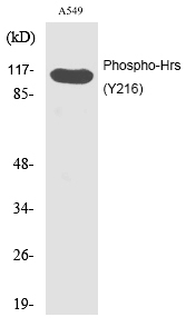 Phospho-HGS (Tyr216) Antibody in Western Blot (WB)
