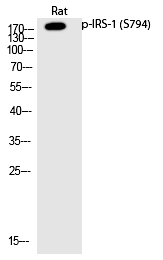 Phospho-IRS1 (Ser794) Antibody in Western Blot (WB)