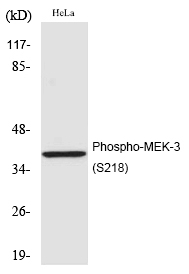 Phospho-MEK3 (Ser218) Antibody in Western Blot (WB)