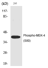 Phospho-MAP2K4 (Ser80) Antibody in Western Blot (WB)