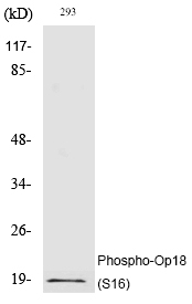 Phospho-Stathmin 1 (Ser16) Antibody in Western Blot (WB)