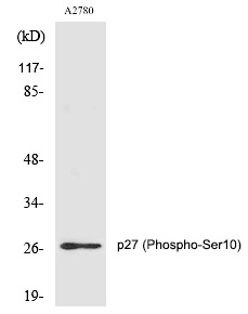 Phospho-p27 Kip1 (Ser10) Antibody in Western Blot (WB)