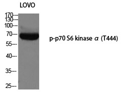 Phospho-p70 S6 Kinase (Thr444) Antibody in Western Blot (WB)