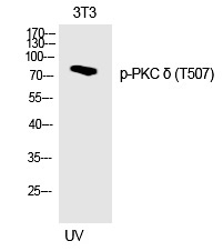 Phospho-PKC delta (Thr507) Antibody in Western Blot (WB)