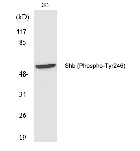 Phospho-SHB (Tyr246) Antibody in Western Blot (WB)