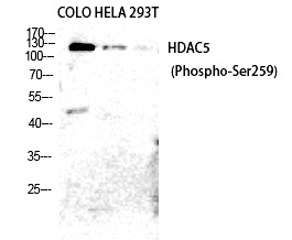 Phospho-HDAC5/HDAC9 (Ser259, Ser220) Antibody in Western Blot (WB)