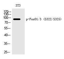 Phospho-FOXO1/FOXO3 (Ser322, Ser325) Antibody in Western Blot (WB)