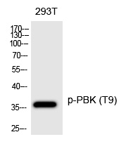 Phospho-PBK (Thr9) Antibody in Western Blot (WB)