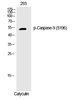 Phospho-Caspase 9 (Ser196) Antibody in Western Blot (WB)