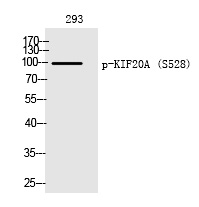 Phospho-KIF20A (Ser528) Antibody in Western Blot (WB)