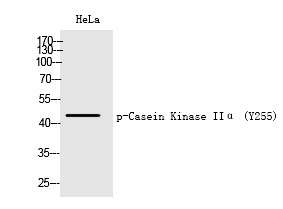 Phospho-CK2 alpha-1 (Tyr255) Antibody in Western Blot (WB)