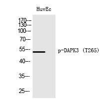 Phospho-ZIPK (Thr265) Antibody in Western Blot (WB)