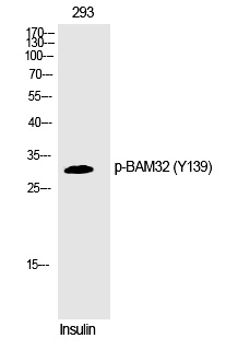 Phospho-DAPP1 (Tyr139) Antibody in Western Blot (WB)