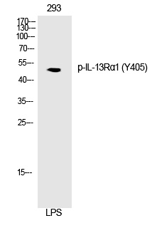 Phospho-Il13Ra1 (Tyr405) Antibody in Western Blot (WB)