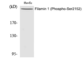 Phospho-Filamin A (Ser2152) Antibody in Western Blot (WB)