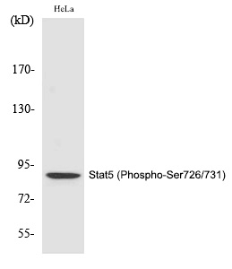 Phospho-STAT5 alpha/beta (Ser726, Ser731) Antibody in Western Blot (WB)