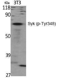 Phospho-Syk (Tyr348) Antibody in Western Blot (WB)