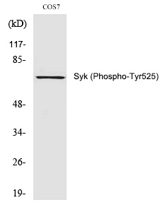Phospho-Syk (Tyr525) Antibody in Western Blot (WB)