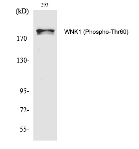 Phospho-WNK1 (Thr60) Antibody in Western Blot (WB)