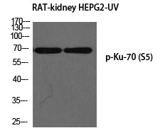 Phospho-Ku70 (Ser5) Antibody in Western Blot (WB)