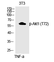 Phospho-AKT1 (Thr72) Antibody in Western Blot (WB)