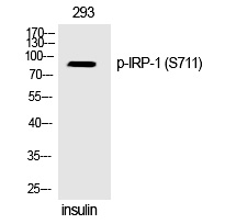 Phospho-Aconitase 1 (Ser711) Antibody in Western Blot (WB)
