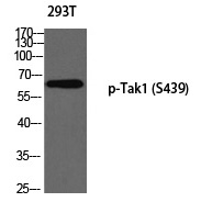 Phospho-TAK1 (Ser439) Antibody in Western Blot (WB)