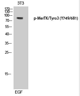 Phospho-MER/SKY (Tyr749, Tyr681) Antibody in Western Blot (WB)